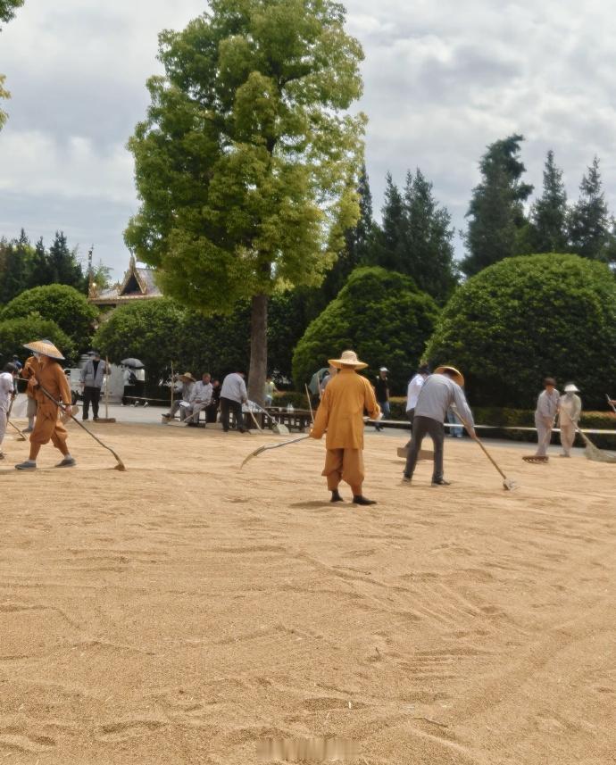 白马寺回应僧人顶着33度气温收麦子 5月31日，洛阳白马寺僧人开始收获自种小麦，