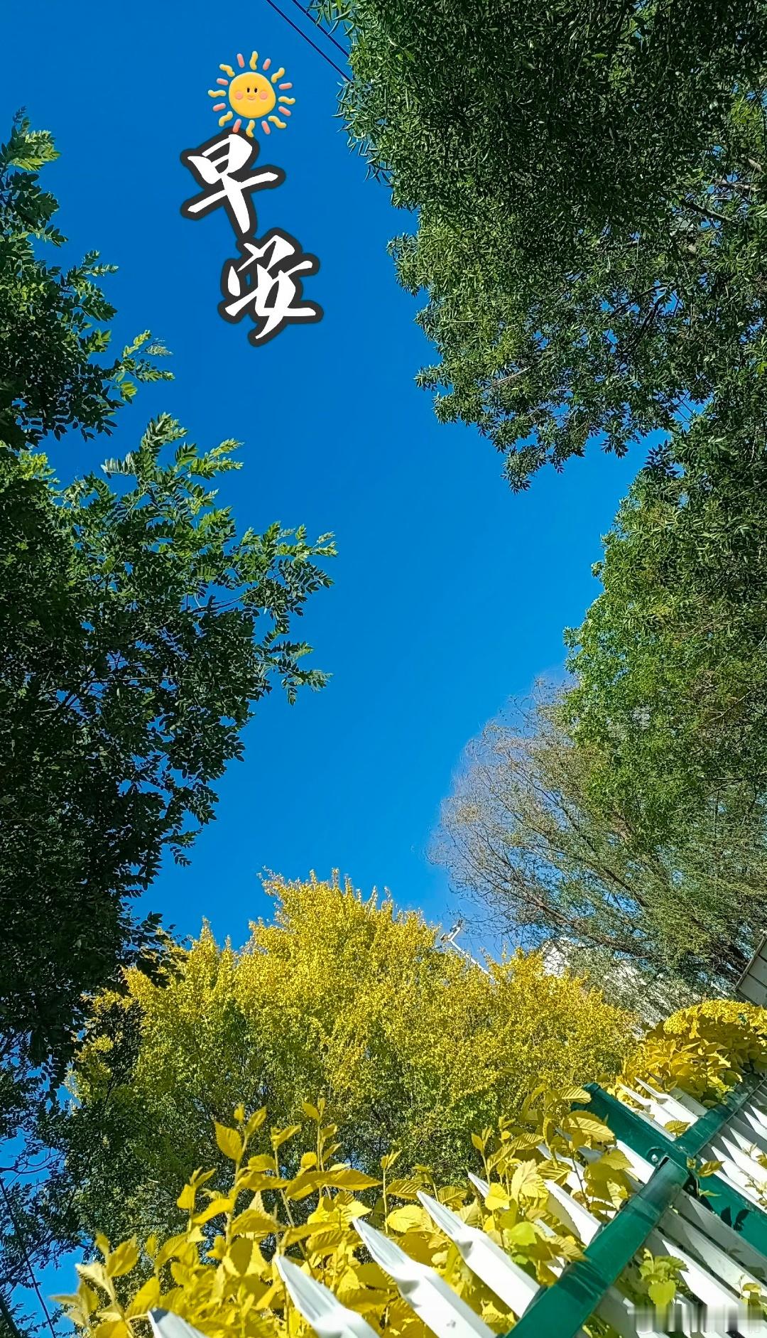 大家早安，星期三愉快！🌞🌞🌞🌞🌞🌞🌞🌞🌞太阳当空照，花儿对我笑