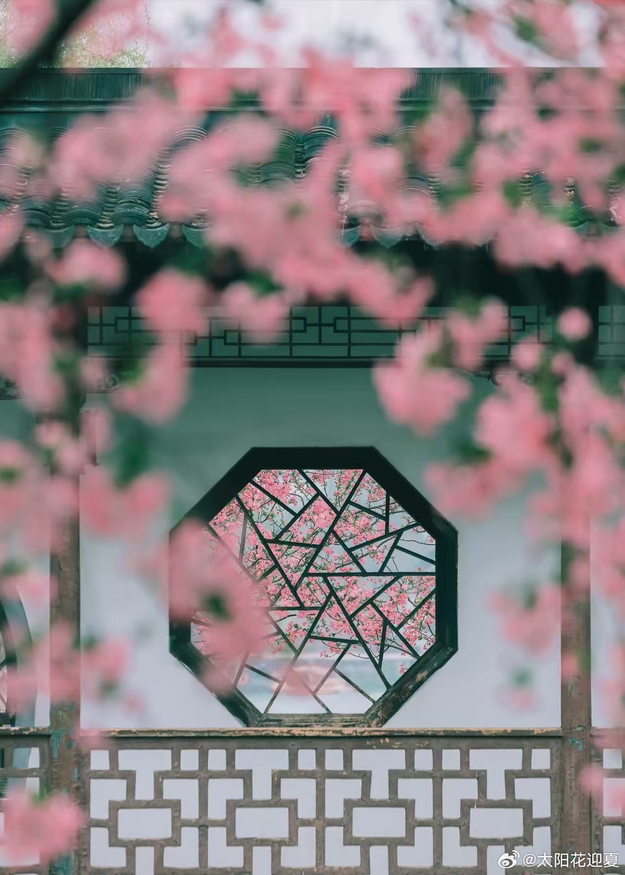落英铺满地，粉花漫染庭院春风～ 