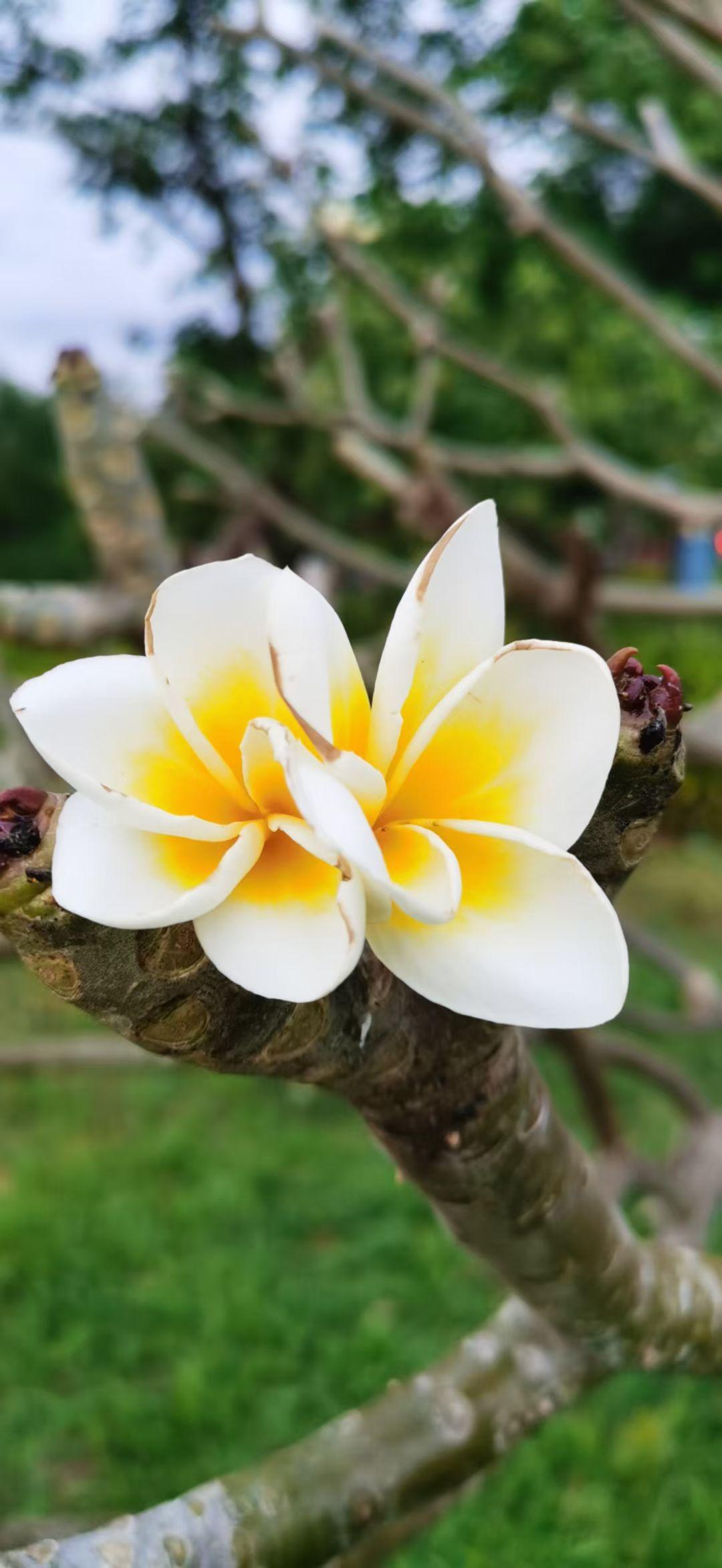 新年爱好打卡素白凝香，心藏暖阳，不争不扰，自在芬芳。