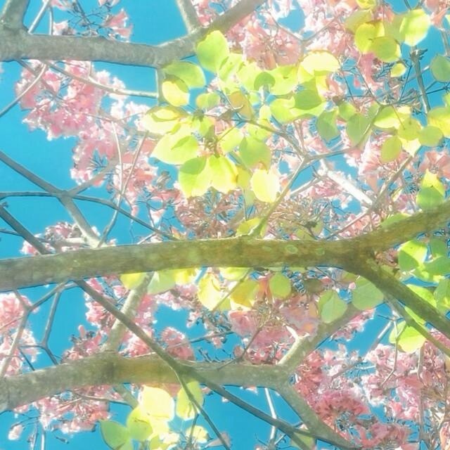 每日一善[超话]  0000望漫天澄澈蓝空，粉绿奔赴展丞的山海 ​​​