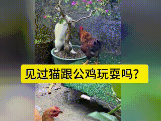 刷到这段小院的视频，着实让我觉得很意外。
在开满三角梅的农家小院里，猫咪没有躲得