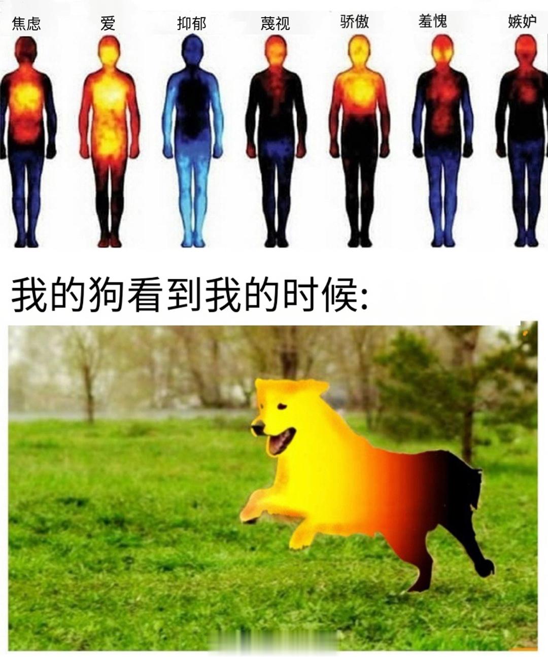 这个世界不能没有小狗，就像这个世界不能没有小猫#meme##me_irl# ​​