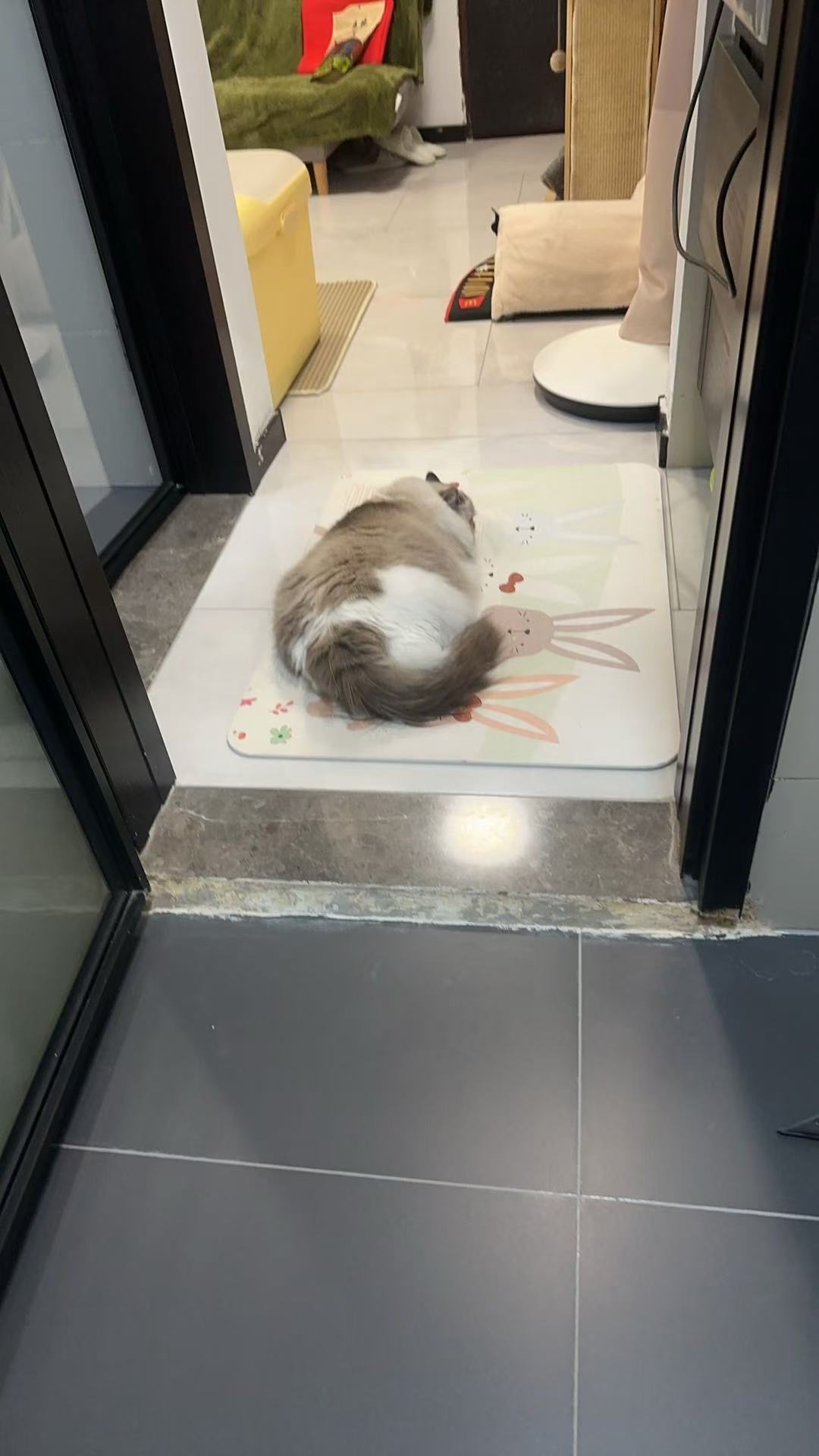 退役猫生活返图图一是到家第一天，后面是现在。感谢家长用心养护，孩子恢复到最美的样