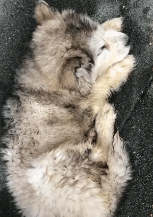 狗被丢在天台上，身体不停在颤抖，小狗的状态让人担心。靠近它的时候，它也没有什么反