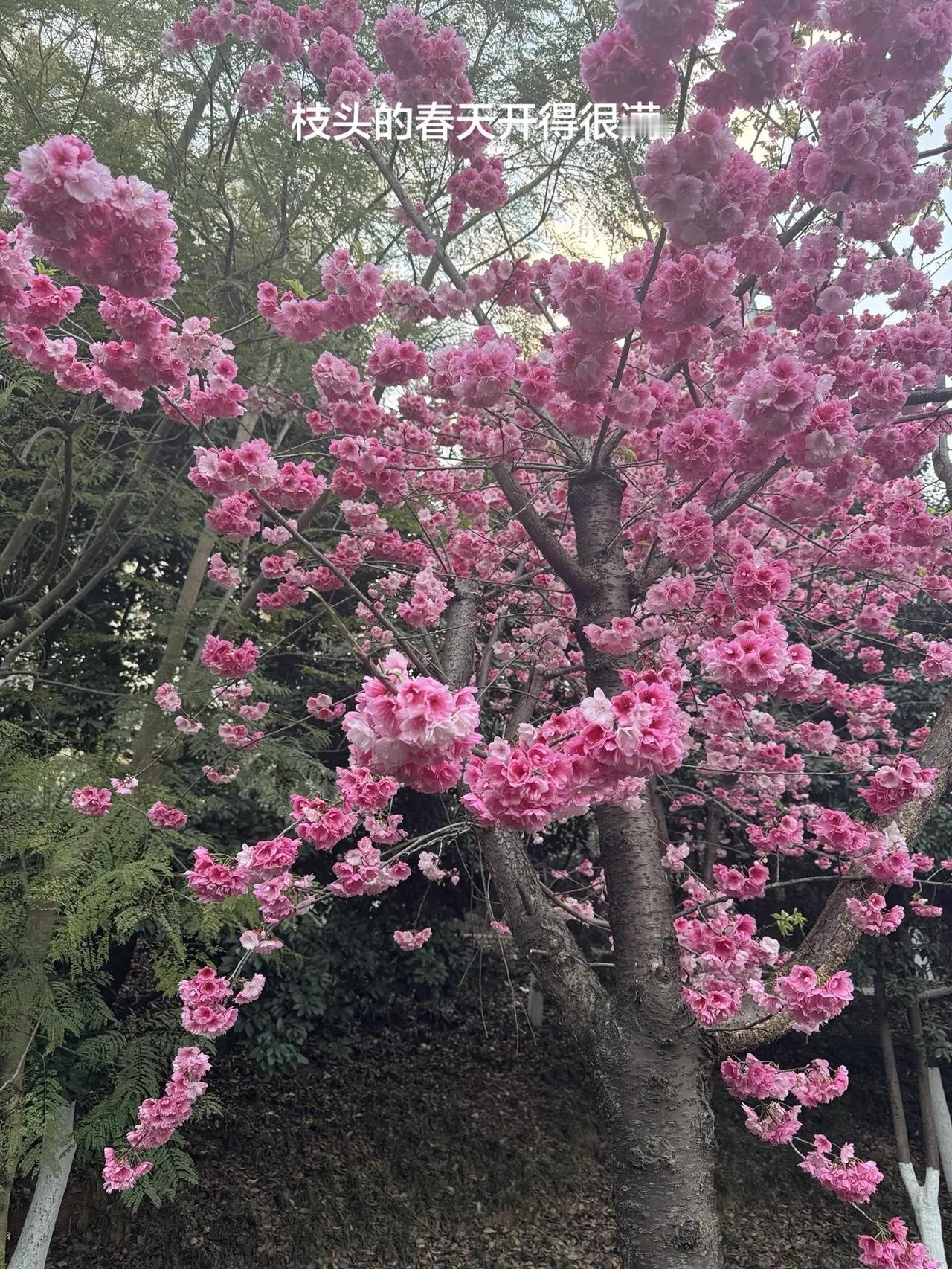 捕捉身边的美，一树繁华，等你一起欣赏🌹