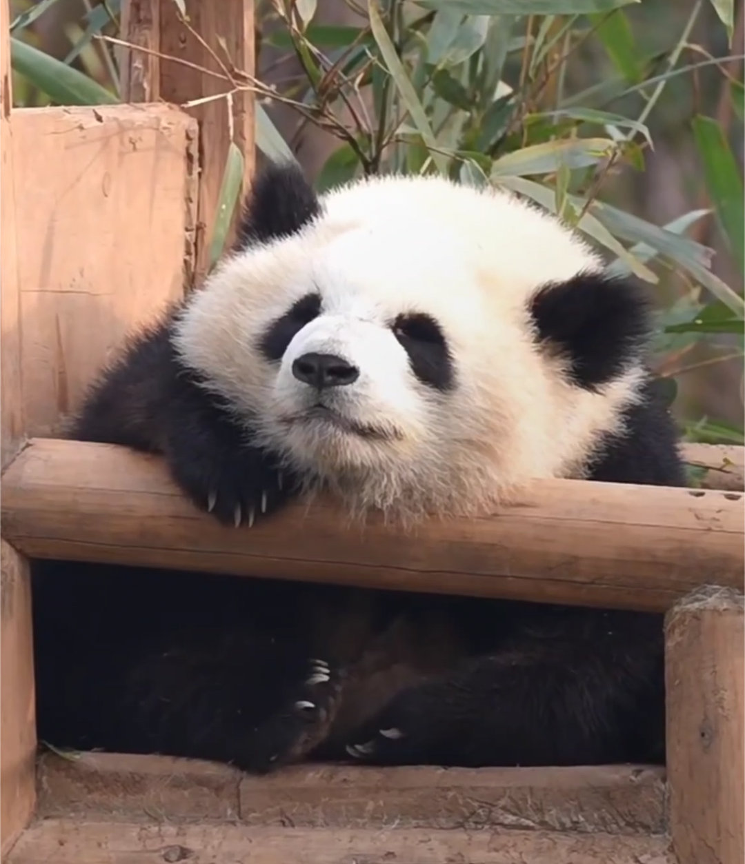 小鳌拜，趴趴熊，安静的时候不是邪恶摇粒绒。🐼 