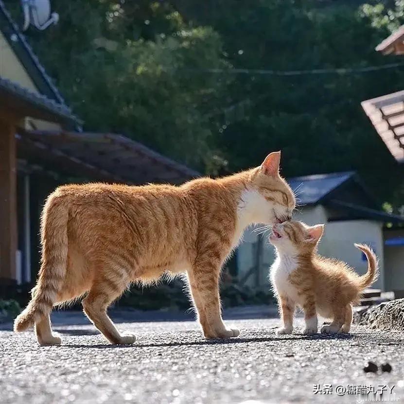 我有妈妈在我才不是流浪猫！ ​​​