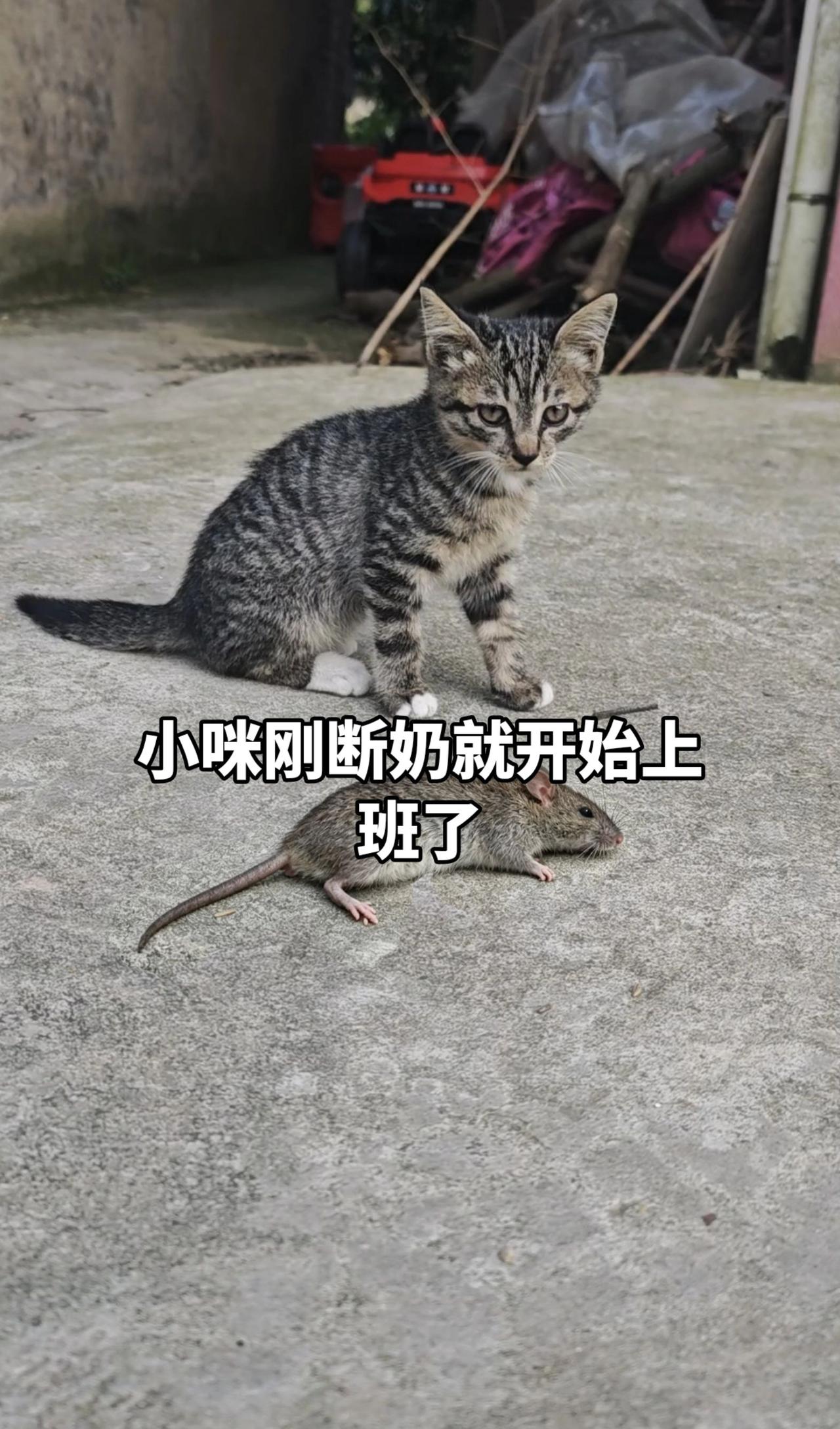 猫咪 狸花猫 萌宠出道计划