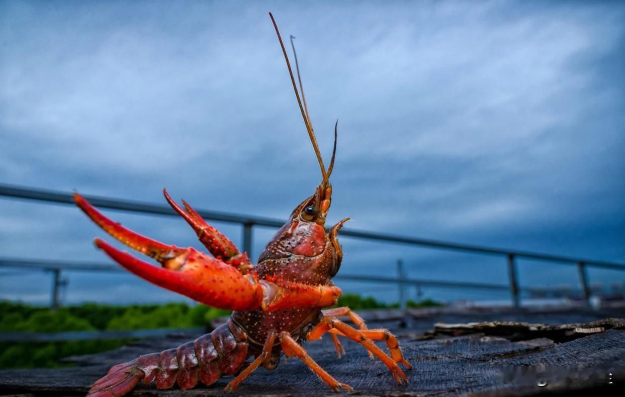 人有人权，虾有虾权。英国某餐厅:

‌顾客‌：“服务员，来份蒜香黄油焗龙虾，要新