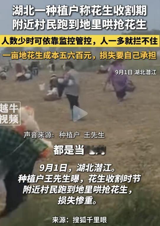 一年辛劳，半天抢光！湖北潜江，一千多亩花生地正值收获季节，成熟的花生还没来得及归