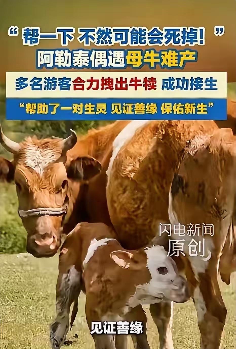 5月25日，新疆阿勒泰，几名游客在游玩时，偶遇了一头母牛产子，他们在一旁观看，发