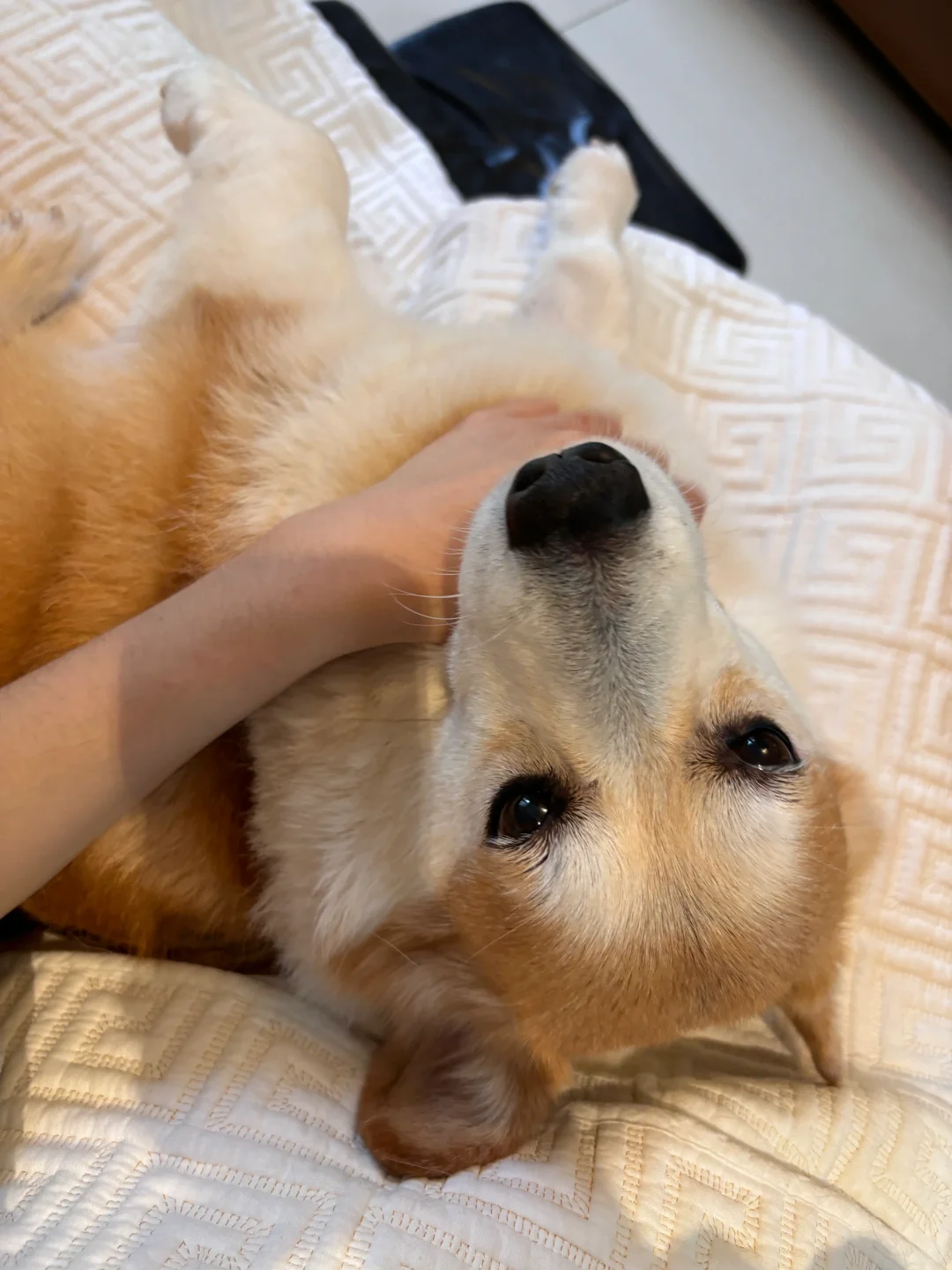 大黄鼠鼠