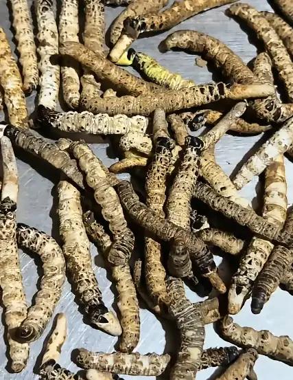 “他一脚踩空，摔进全村人十年不敢说的聚宝盆！”——4天挖出几百根虫草后，这个男人