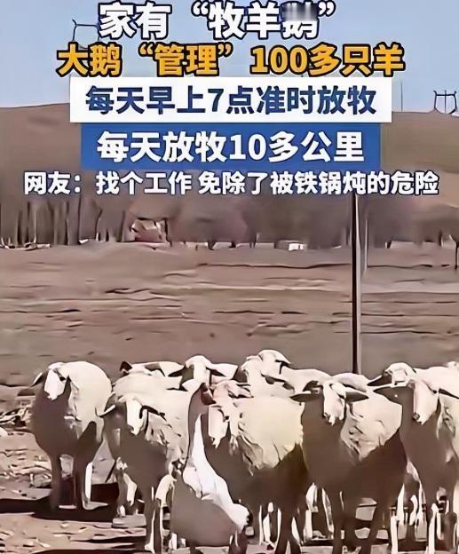 内蒙古一男子，因家中2只大鹅总打架，便把其中一只放在羊圈喂养，谁知，这大鹅竟然帮