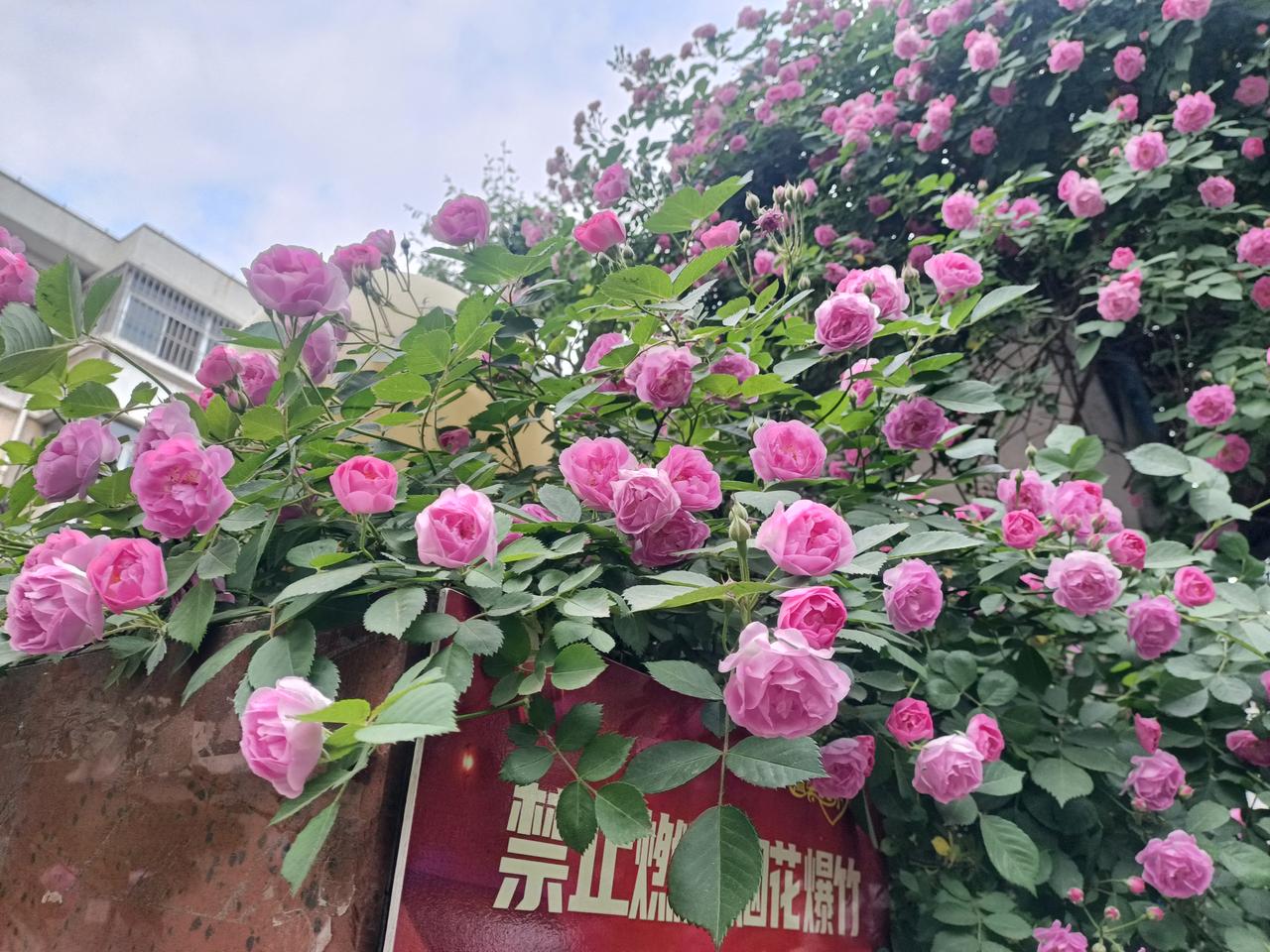 尾闾就是手枪的板机，
一兜一扣，搂一下子劲就出去了，
所以尾闾平常的状态是
既要