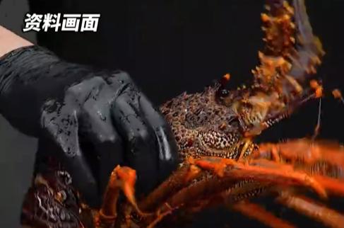 万万没想到今日英国官方突然放了个“狠规矩”，往后谁再把活龙虾、活螃蟹直接丢开水里