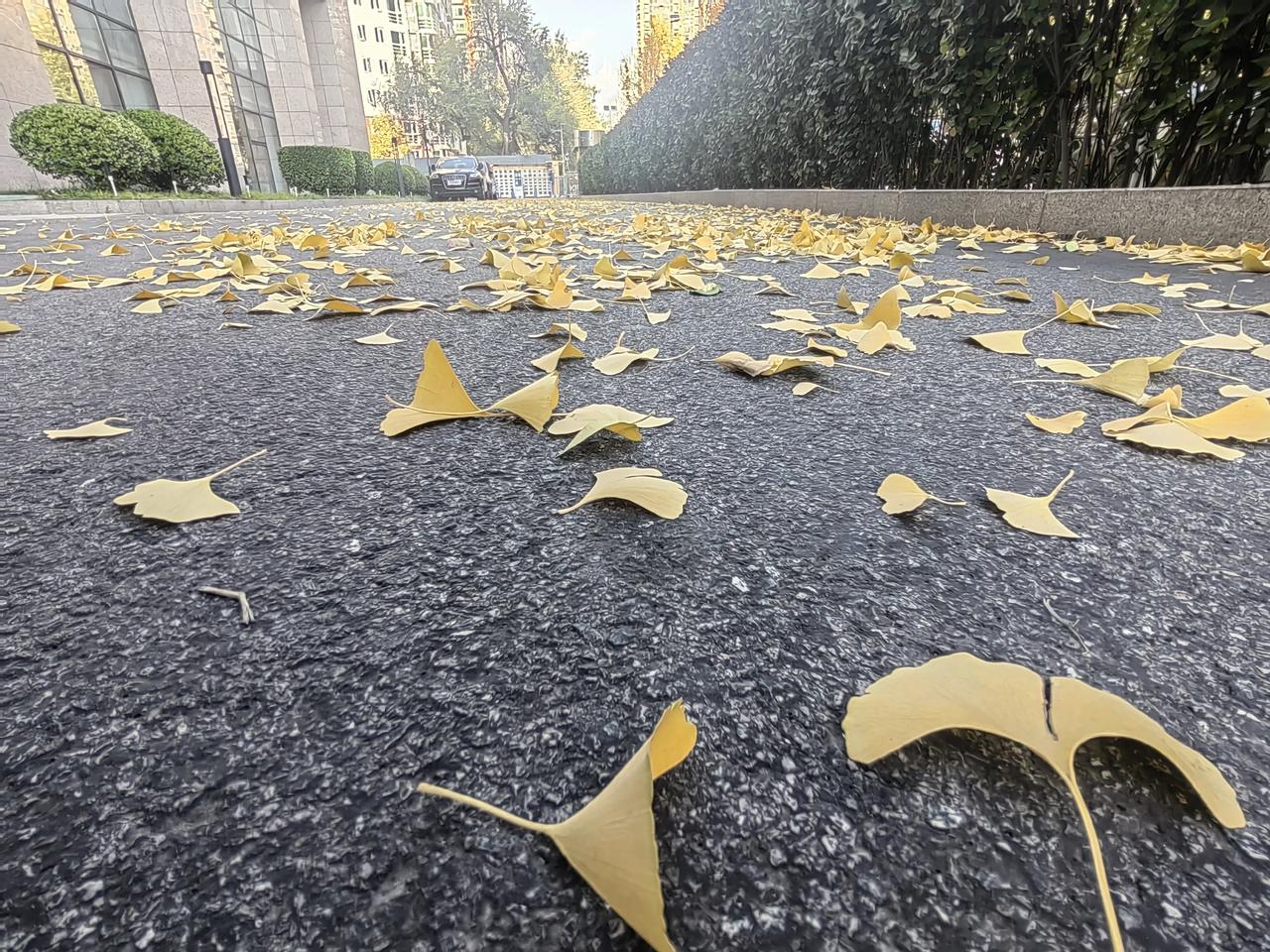 秋的深情