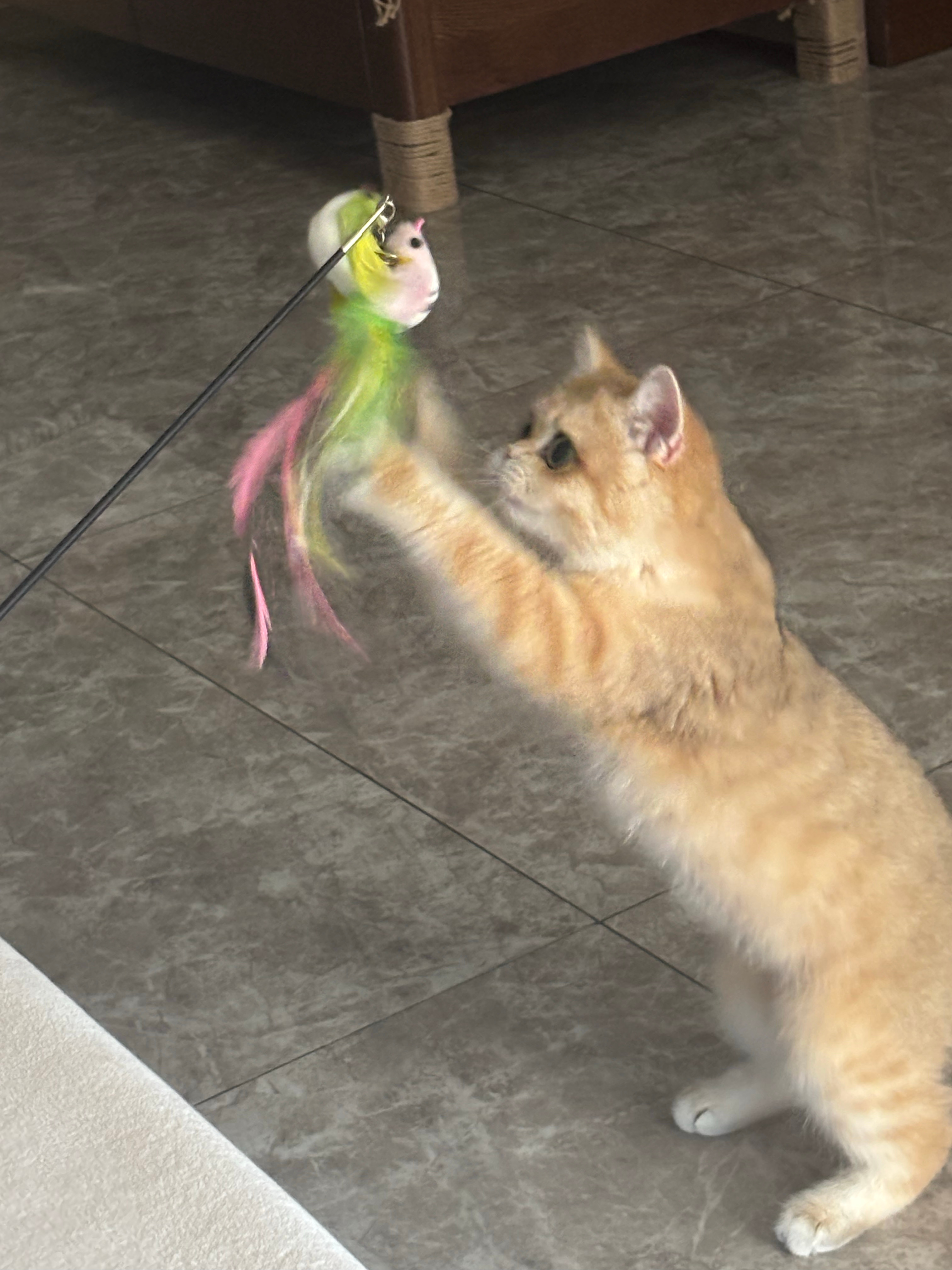 猫玩ykmm玩成这样 