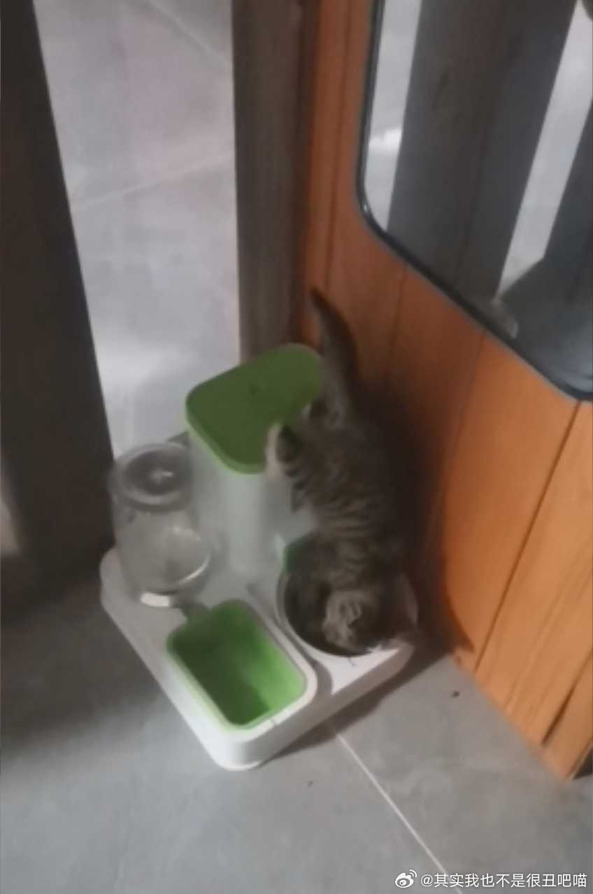 49409【心灵丑】小猫倒立吃饭中