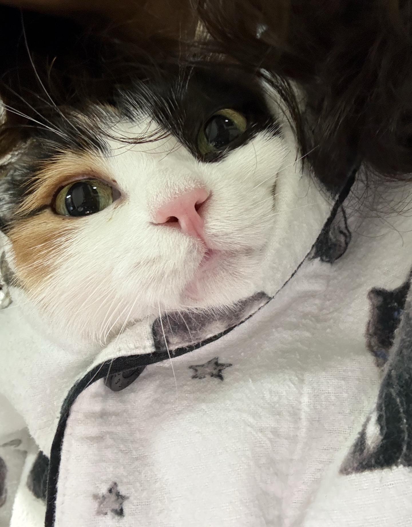 身上长出哈基米。