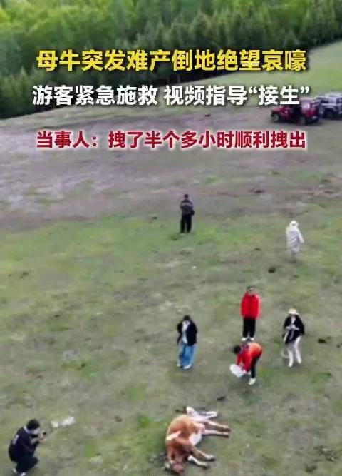 近日，一群游客在新疆游玩，无意发现一头母牛痛苦倒地，走近一看才发现是难产。
​一