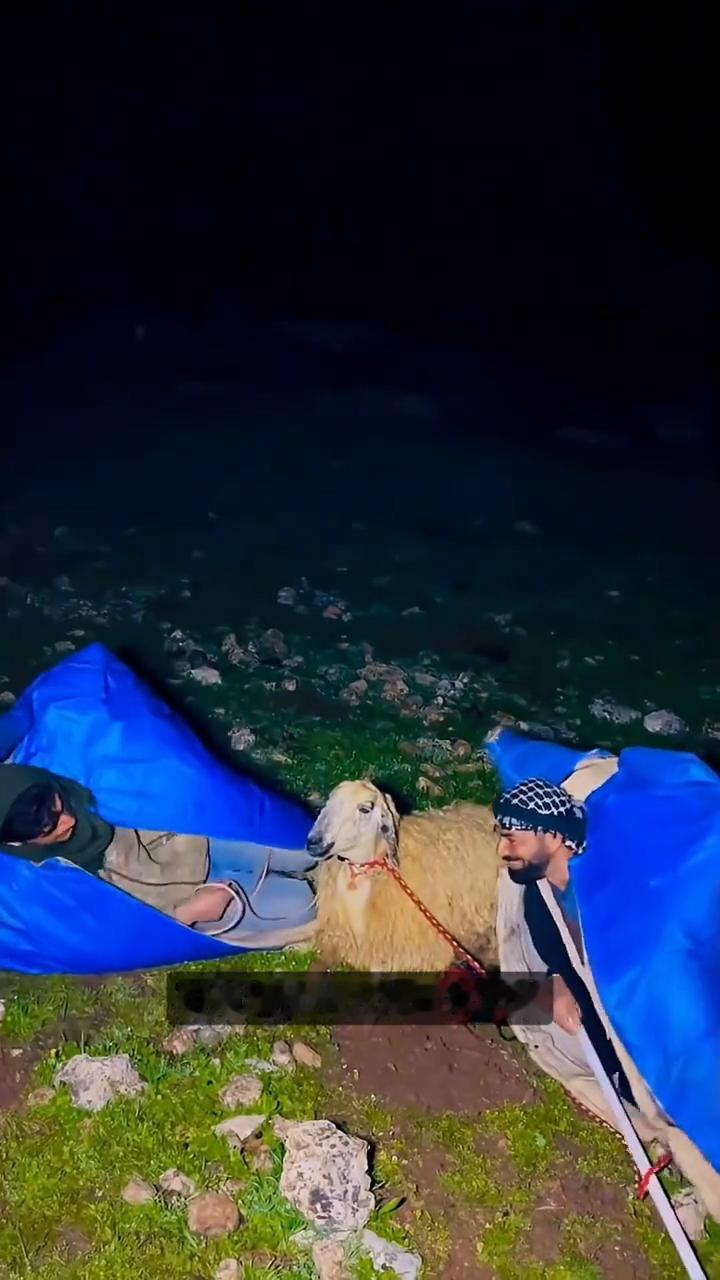 牧羊人的智慧。
为什么土耳其一些牧羊人睡觉时只栓一只羊？上百只羊散在草原上，没有