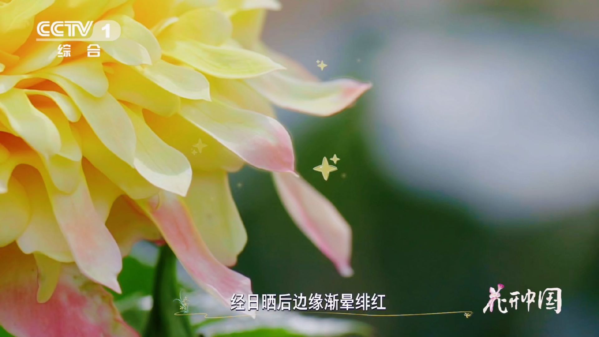 月季cos完烟花又cos菊花《花开中国》中“烟花波浪”多变的颜值，根源是花瓣色素