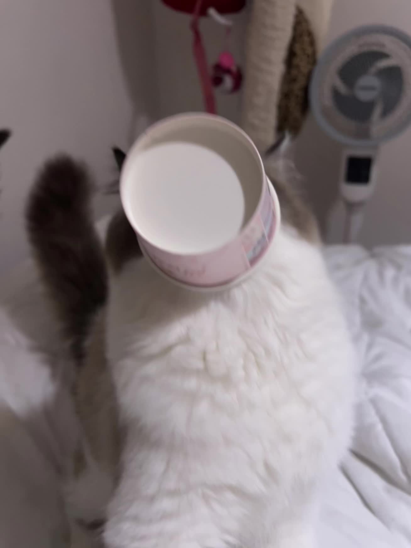 小猫是平淡生活的解药