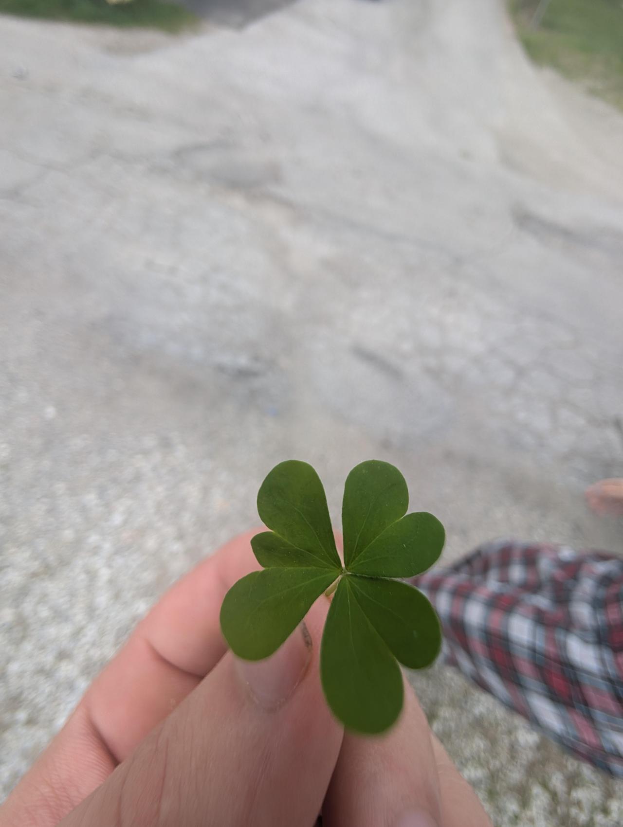 这是一片罕见的3.5叶三叶草，比常见的三叶草多出半片叶子，形态独特。发帖网友在野