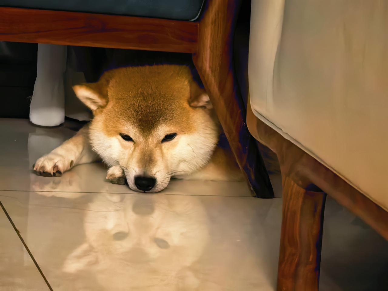 又到了我家狗狗一年的换毛期。
都说柴犬一年只换两次毛，一次就是半年。
夏季的换毛