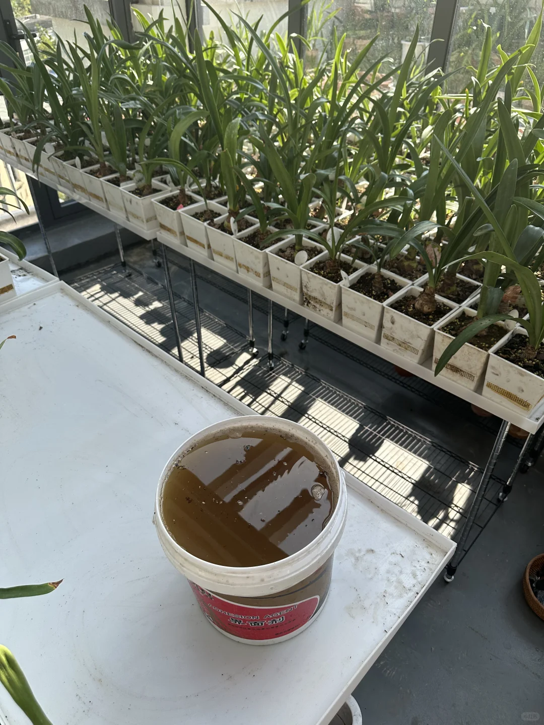 稀释了n倍的酵素还是香香的！我家植物吃挺好