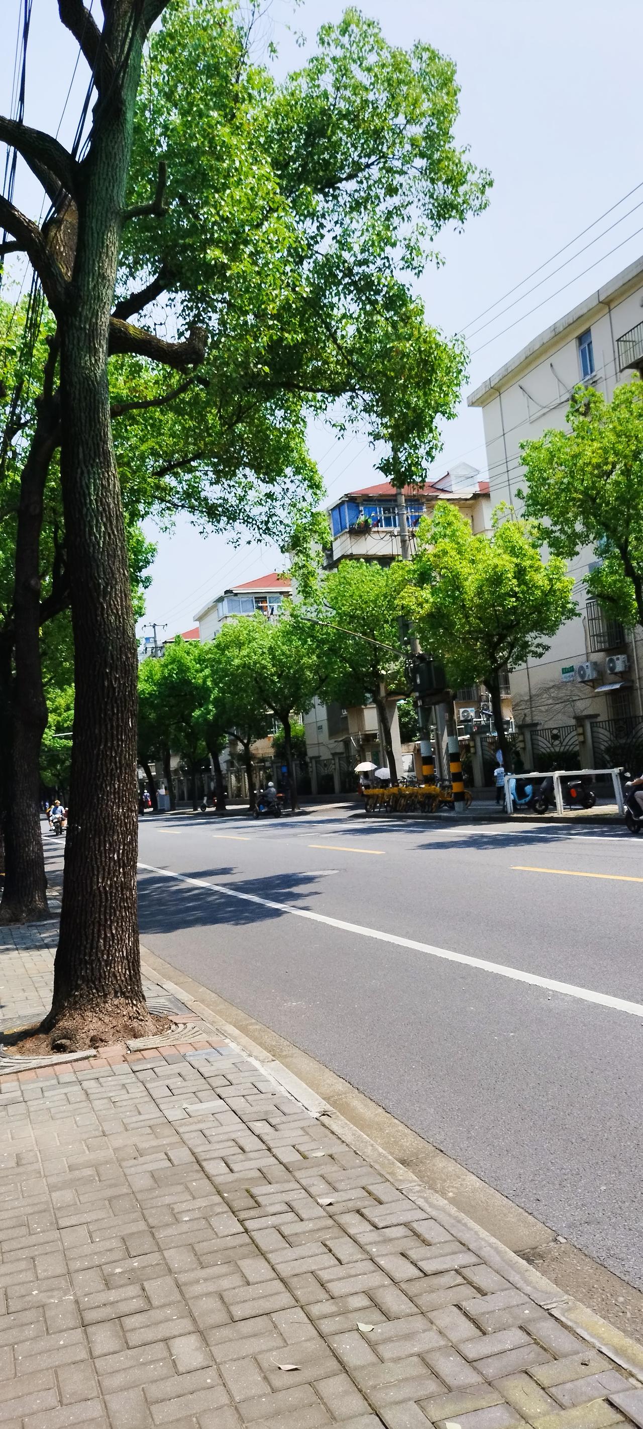 绿色、自然、云彩、花朵……
他们占据了我生活的一大部分
我怀疑我的前世不是人，而