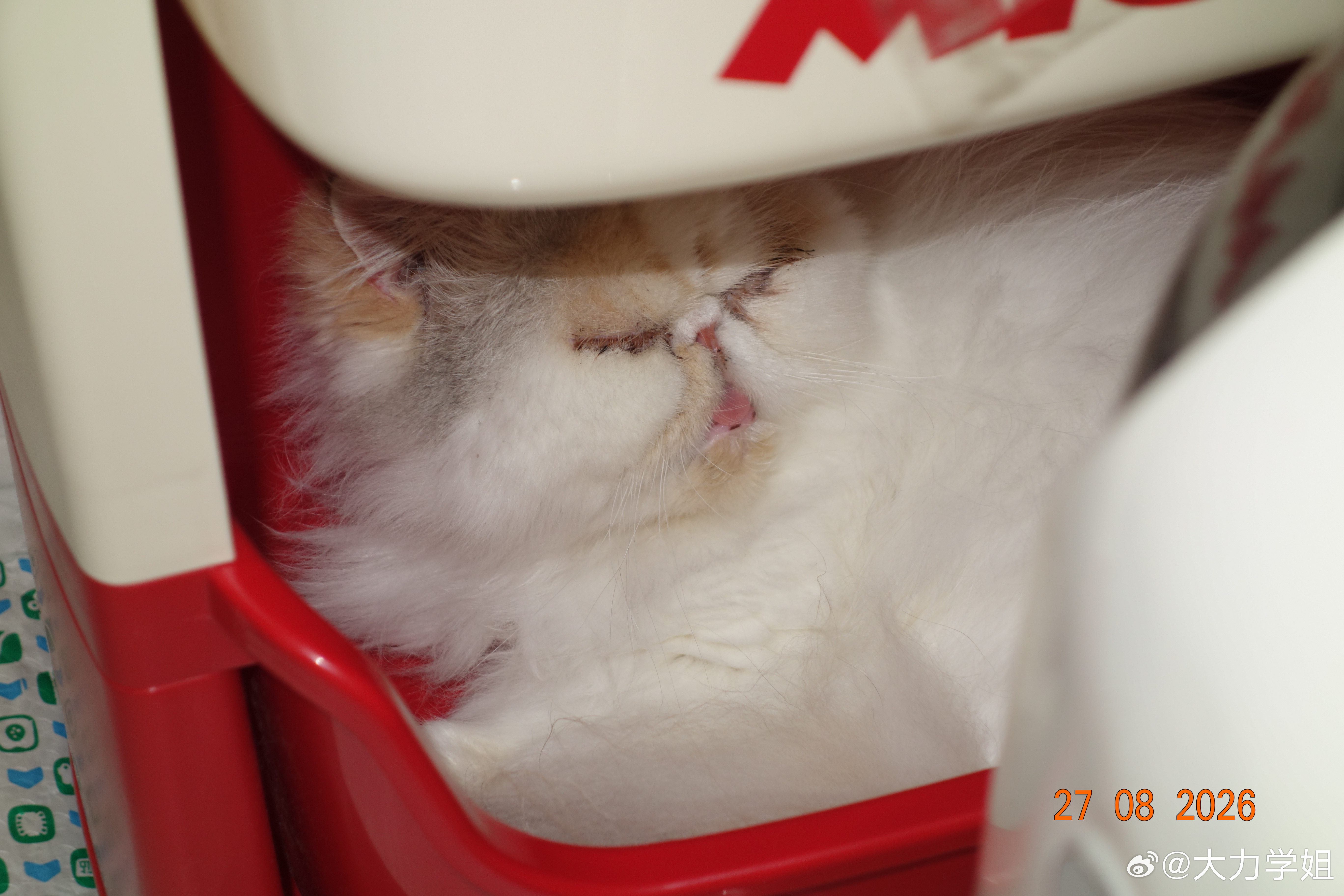 听说猫咪吐舌头是因为在卖萌？[思考] ​​​