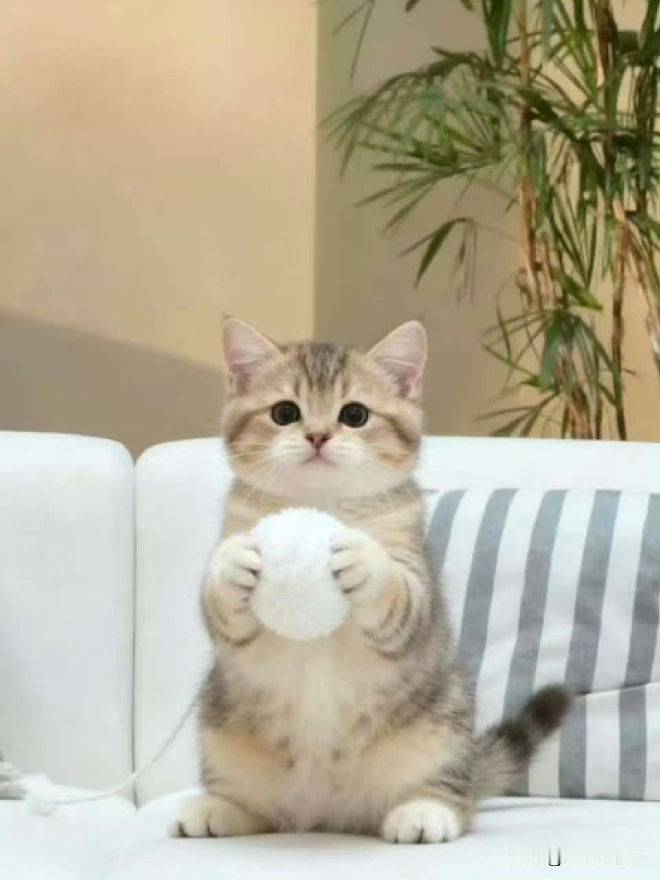 这真的是一模一样，猫人肖战和猫咪，一个绒球就哄开心了