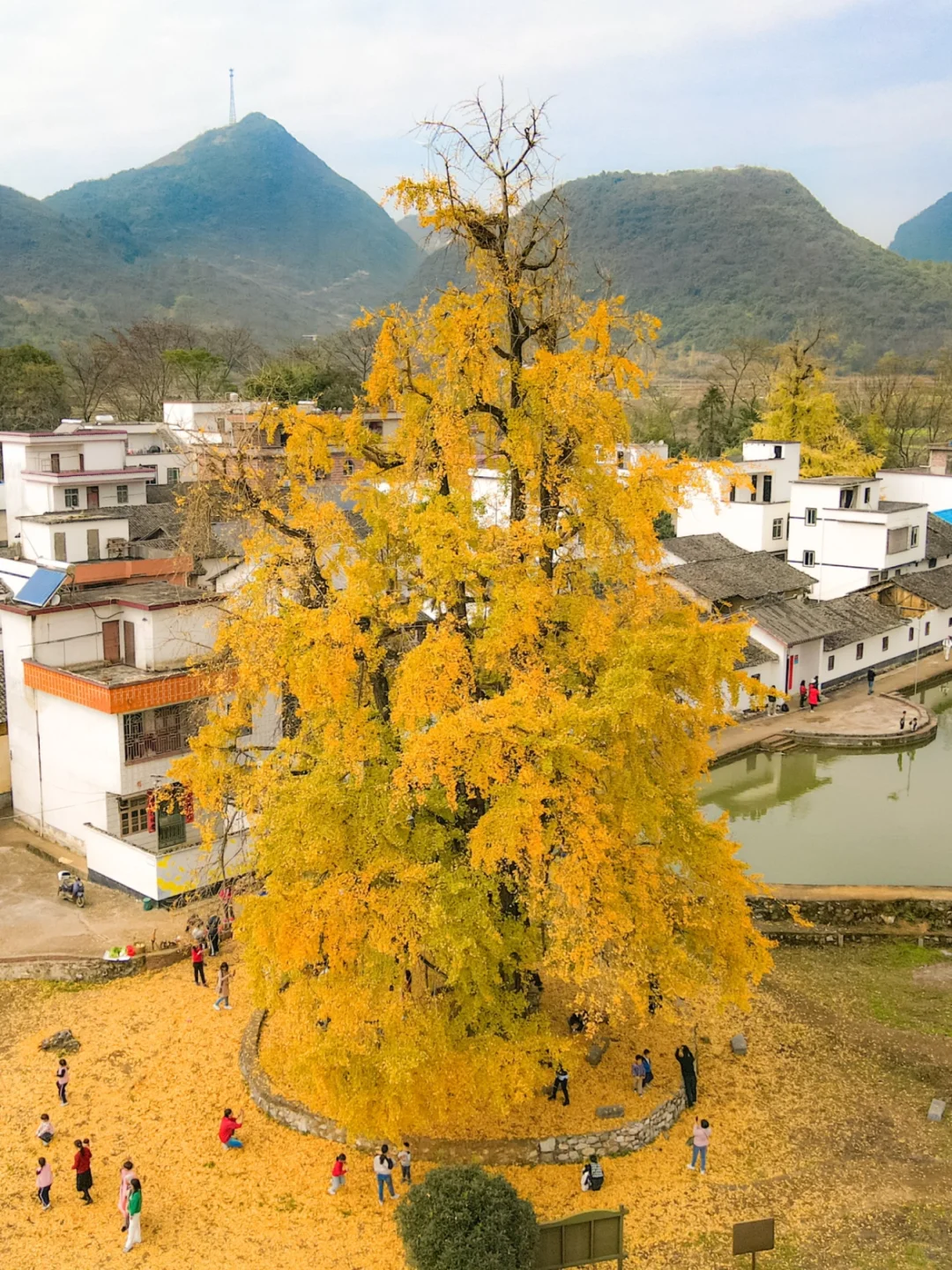 在广东！！已经开始期待这里的千年银杏树🍂