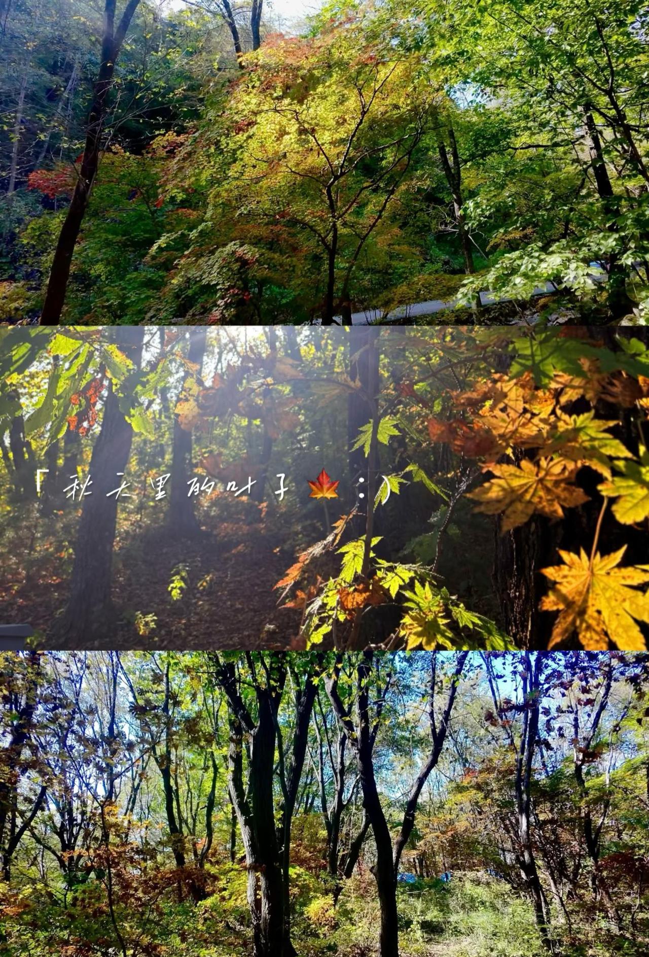 来不及解释了快上车
真的来不及解释了！辽宁的秋天都浓缩在这座五女山了！🚗
跟家