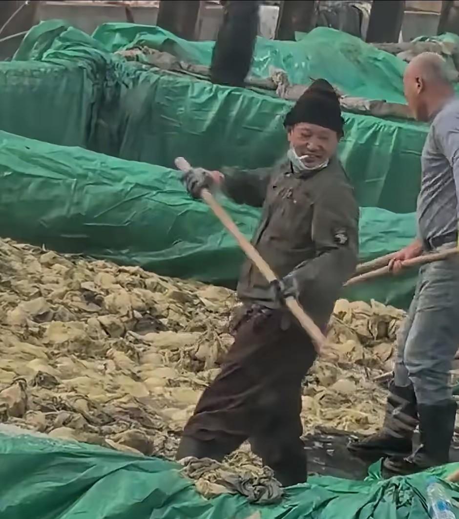 酸菜食品再现恶心一幕，食品安全何时不再让人心惊？
近日，辽宁某酸菜厂视频曝光：工