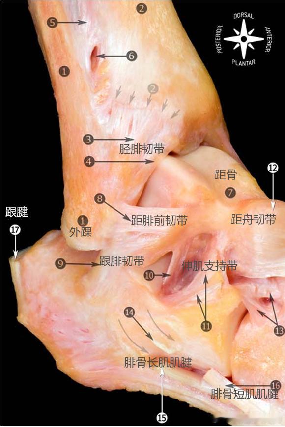 踝关节康复  上周发了这张图，好多朋友的提问一下子就具体起来了，还说脚踝的结构实