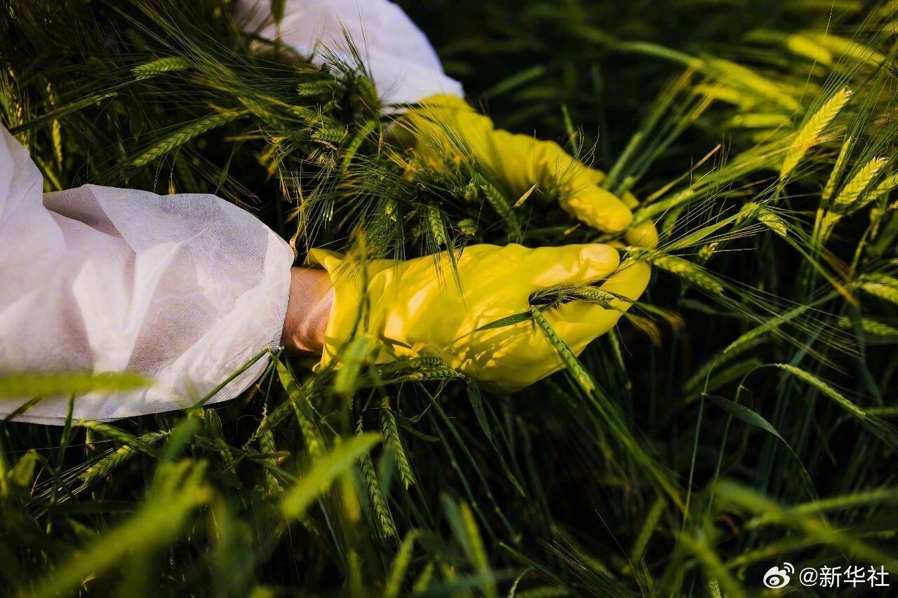 【转发曝光！#间谍在我国非法搜集亲本种子#】#境外间谍加大对我国粮食领域渗透# 