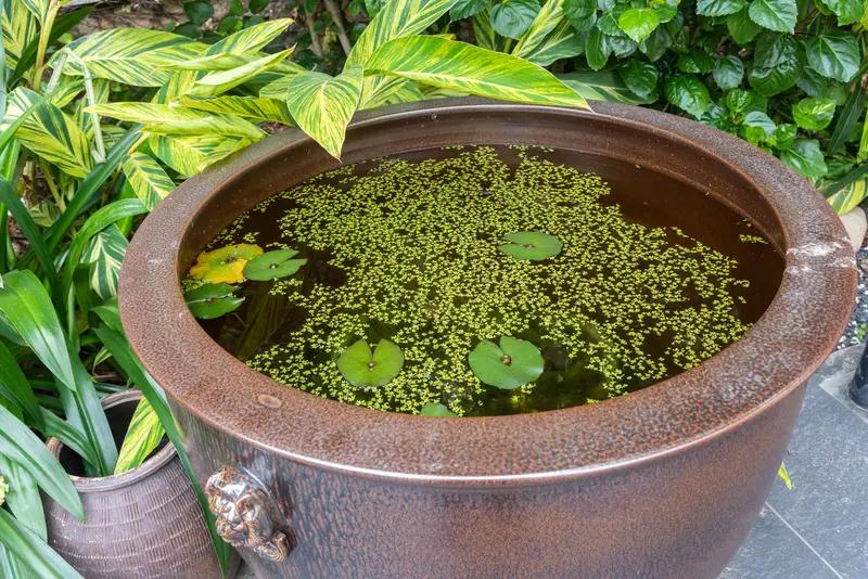 女子花800元买下珍珠鳖在家饲养，加水后性情大变暴躁不安，一检查发现水缸漏电..