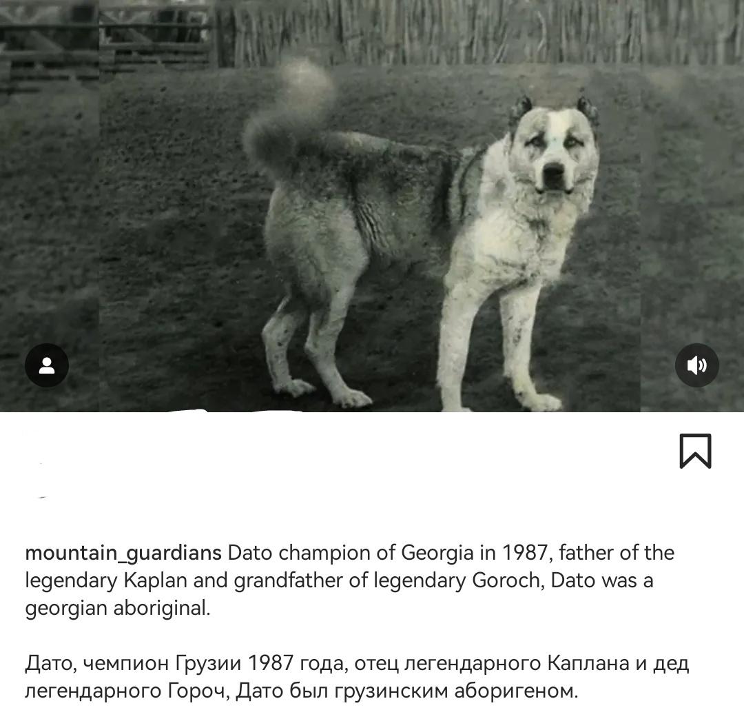 1987年格鲁吉亚冠军拿督，是传奇狗卡普兰的父亲，传奇狗高乐其的祖父...