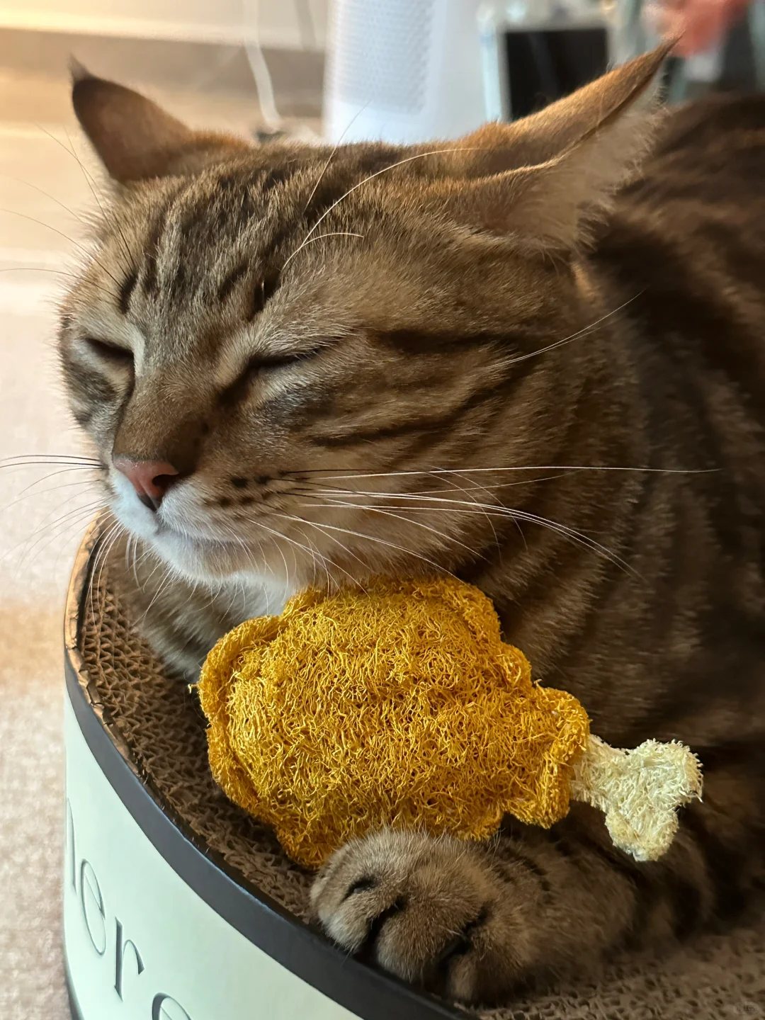 猫咪玩具分享｜大哥表示今天的加餐非常不错