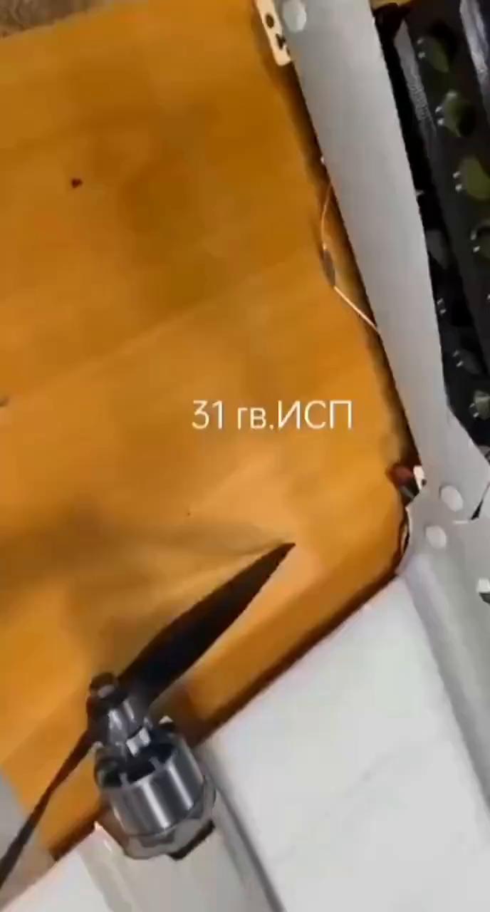 ·1、baby lamonia，the robotona，virginia，th