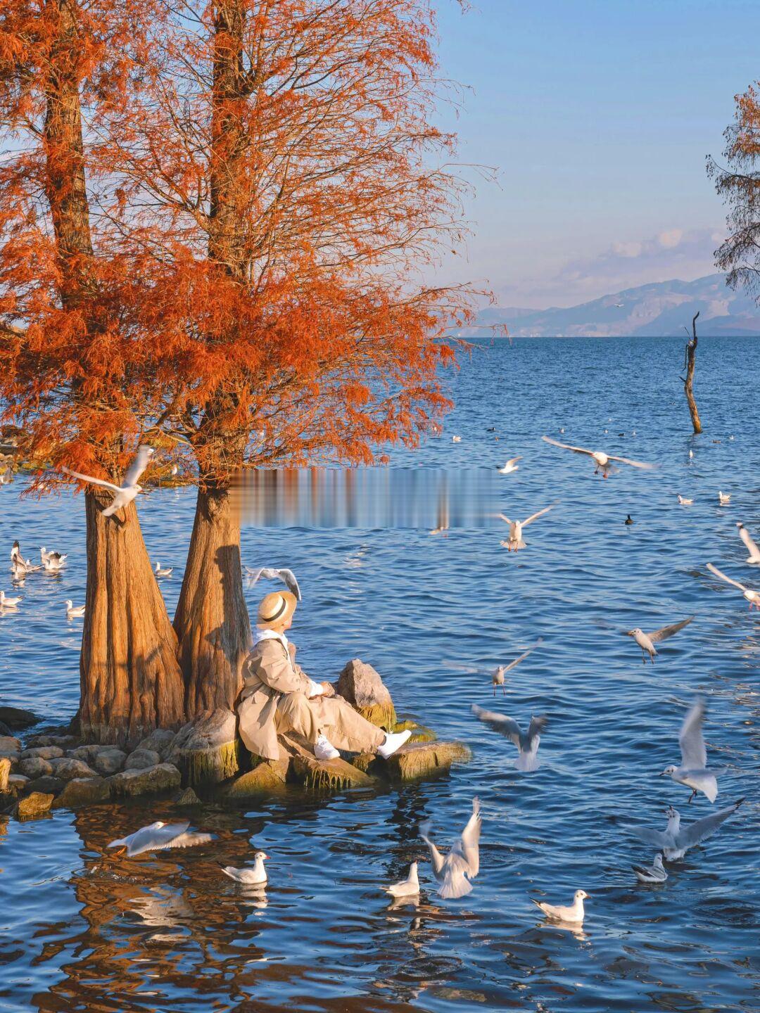 我接下来的大理，堪称国内秋冬旅行天花板