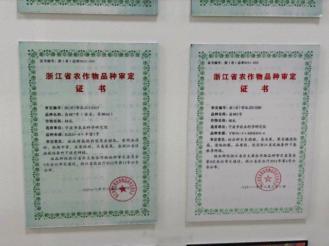 宁波育种专家培育甜瓜铺就甜蜜致富路 市农科院高级农艺师臧全宇深耕甜瓜育种20余年
