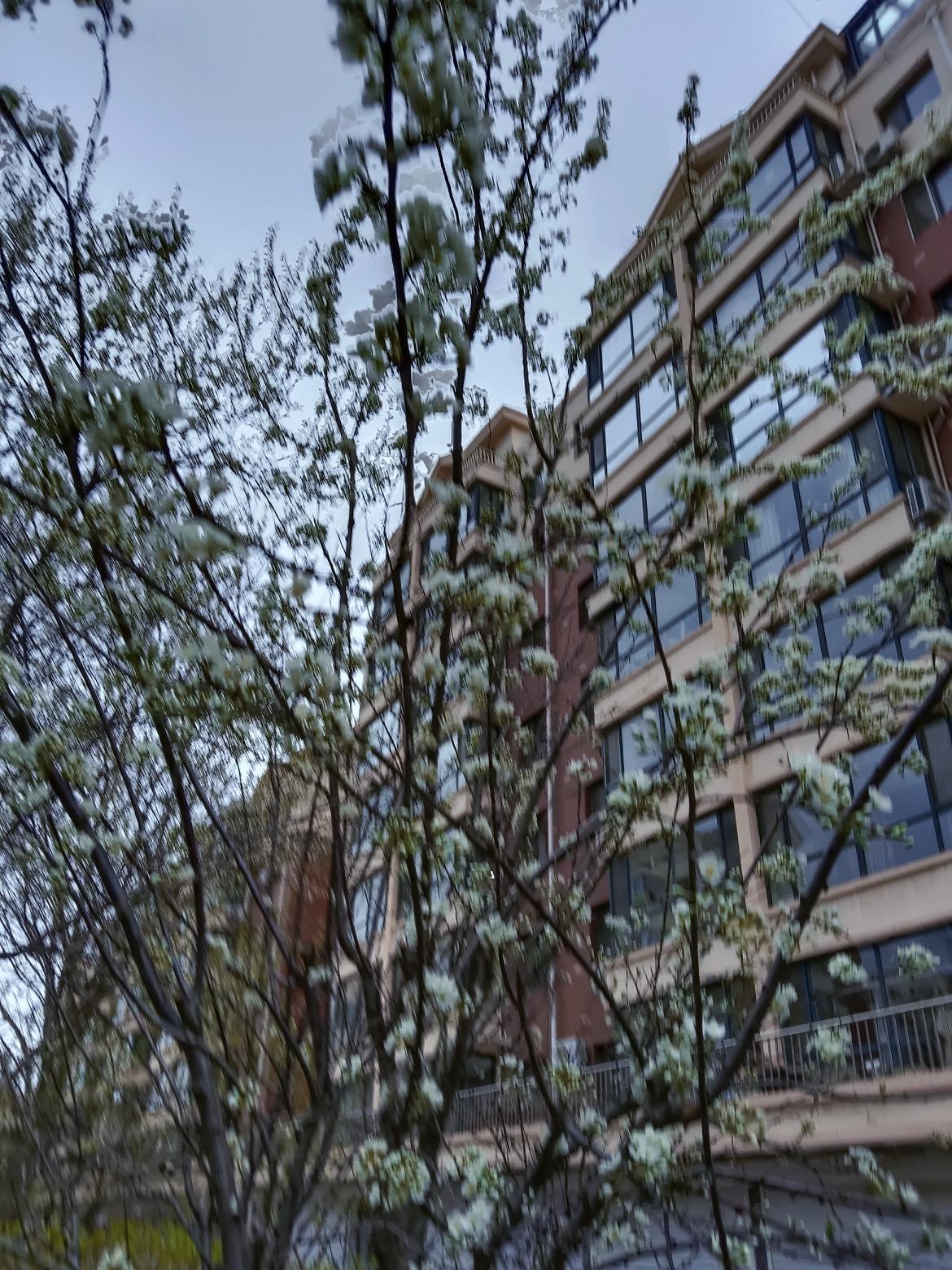 春日暖阳下，花树与高楼相映成趣。春天真是花香扑鼻呀！