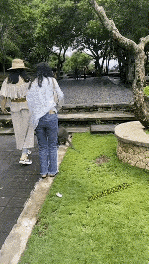 女子的手机突然被猴子抢走了，面对这种情况，女子还想追回来，不动点脑筋，就想追回来