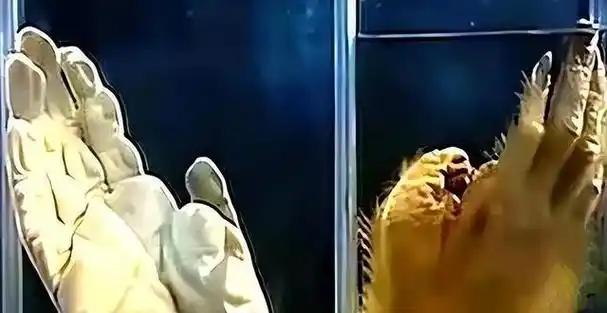 1957年，浙江发现疑似“野人”的生物，攻击小女孩。村民发现后将其打死，并吃掉，