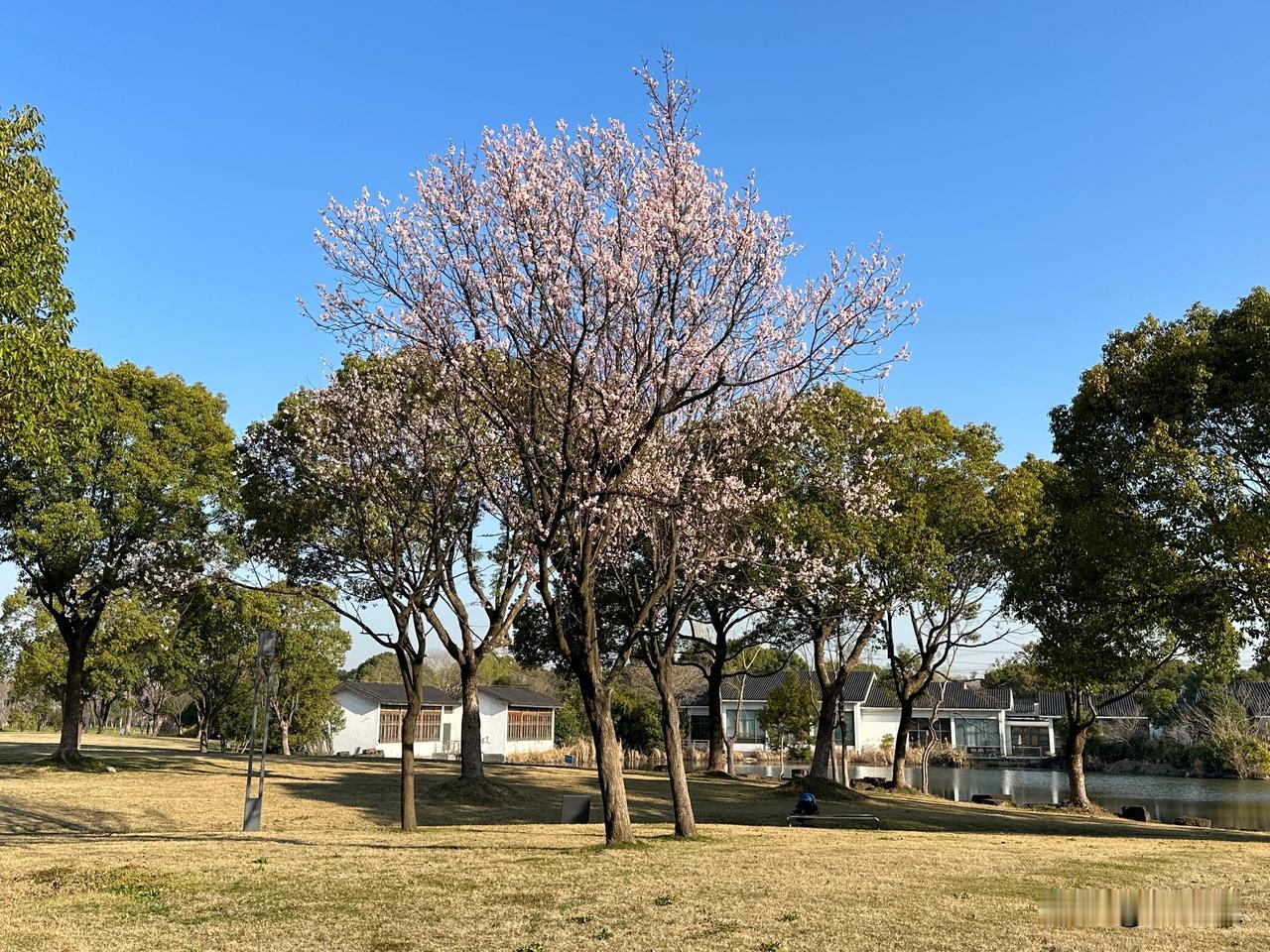 这幅图能否让你想起故乡。城市中，难得有如此景致。图为一家饭店，屋前草地杏花开了，